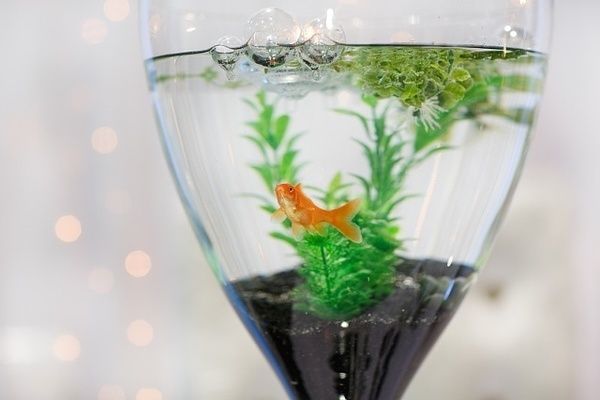 為什么魚缸里的水突然變渾濁（如何正確維護魚缸過濾系統(tǒng)） 為什么魚缸里的水突然變渾濁（如何正確維護魚缸過濾系統(tǒng)） 龍魚百科 第4張