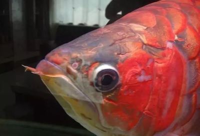 播放紅龍魚的照片（如何鑒別紅龍魚真偽）