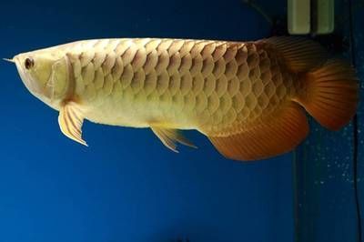 養龍魚的最佳濾材有哪些？：養龍魚的最佳濾材