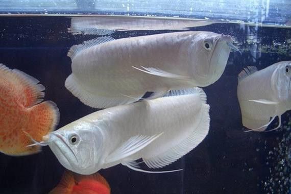 白色金龍魚價格