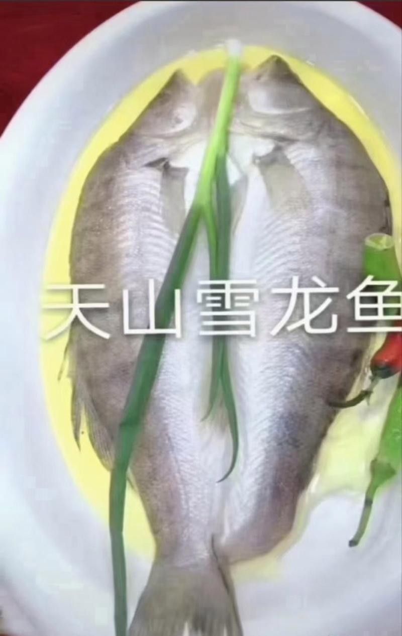 鱈龍魚百科