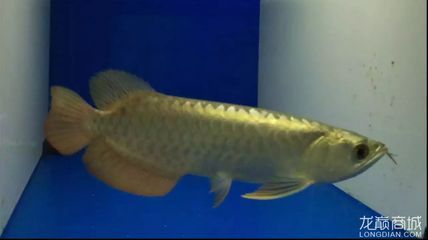 70公分的金龍魚多少錢一條（70公分的金龍魚價格受多種因素影響）