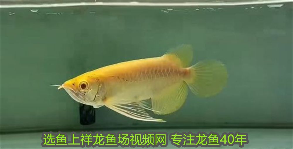 國畫金龍魚的畫法視頻教程：國畫金龍魚的畫法視頻教程，從入門到精通