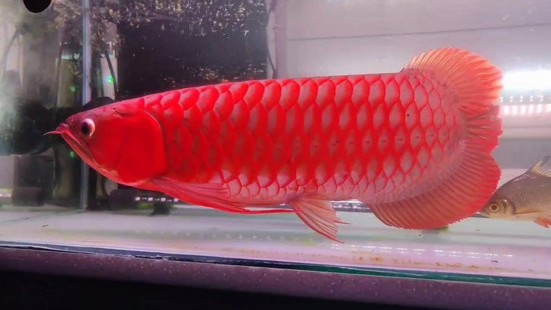 超血紅龍魚圖片大全高清視頻 超血紅龍魚圖片大全高清視頻 龍魚百科 第4張