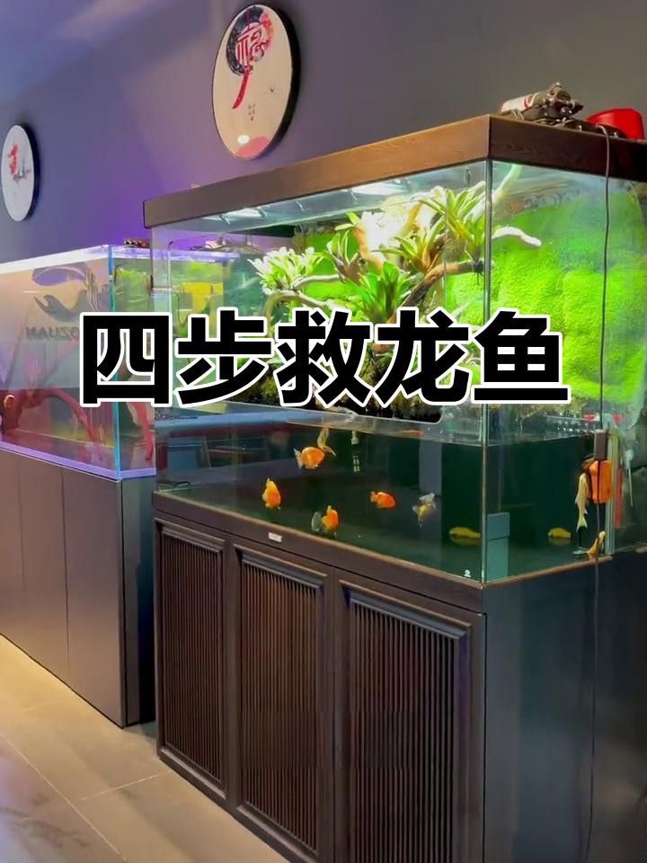 如何訓(xùn)練龍魚的平衡能力？