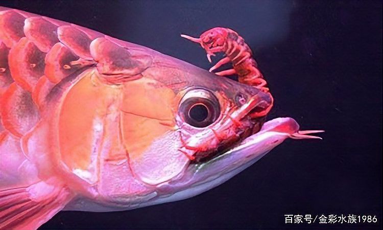 金龍魚為什么要喂蜈蚣