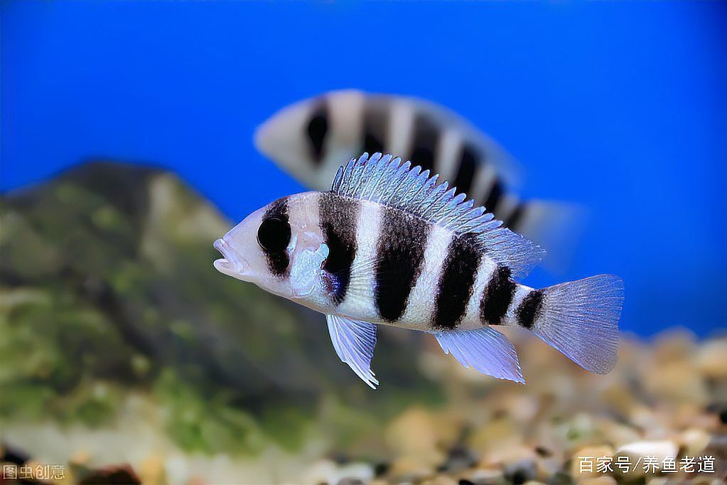 如何預(yù)防龍魚再次交叉感染？