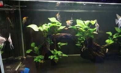龍魚新缸怎么處理（龍魚新缸處理需要謹慎進行，以確保水質穩(wěn)定和魚類健康） 龍魚新缸怎么處理（龍魚新缸處理需要謹慎進行，以確保水質穩(wěn)定和魚類健康） 龍魚百科 第5張