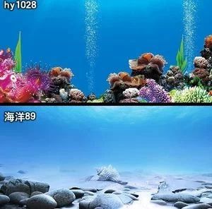 金龍魚背景紙什么顏色好：養金龍魚用什么顏色的背景好
