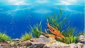 金龍魚背景紙什么顏色好：養金龍魚用什么顏色的背景好