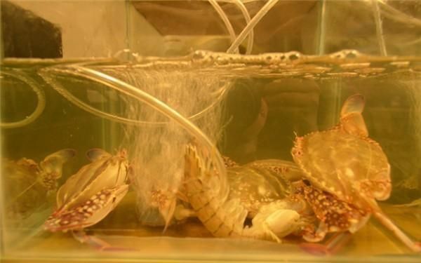 龍魚浮水面是不是缺氧的表現：龍魚浮水面可能是缺氧的表現