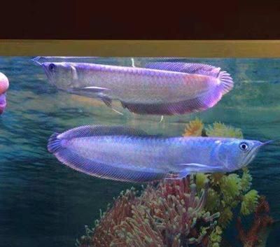銀龍魚水霉怎么治療最快（如何快速治療銀龍魚水霉病）