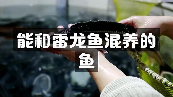 雷龍適合配養(yǎng)什么魚 雷龍適合配養(yǎng)什么魚 龍魚百科 第3張