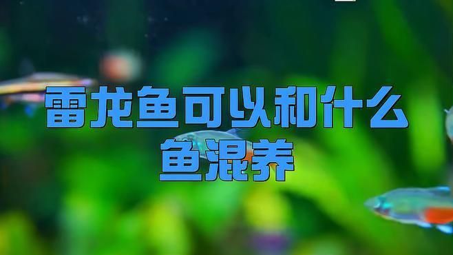雷龍適合配養(yǎng)什么魚 雷龍適合配養(yǎng)什么魚 龍魚百科 第2張