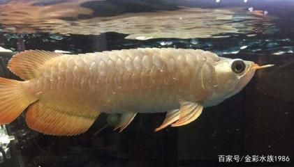 龍魚鱗片有點松：導致龍魚鱗片松弛的原因