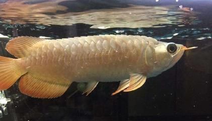 龍魚鱗片有點松：導致龍魚鱗片松弛的原因