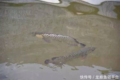 龍魚漁場(chǎng)排名（全球龍魚漁場(chǎng)排名前十名）
