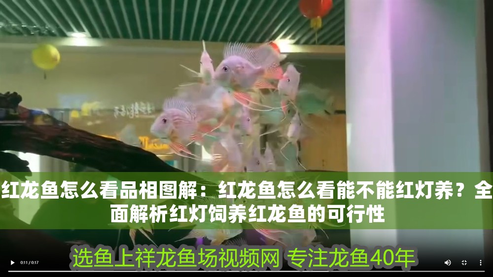 紅龍魚怎么看品相圖解：紅龍魚怎么看能不能紅燈養？全面解析紅燈飼養紅龍魚的可行性 紅龍魚怎么看品相圖解：紅龍魚怎么看能不能紅燈養？全面解析紅燈飼養紅龍魚的可行性 龍魚百科 第1張