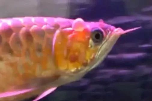 龍魚的嘴巴一張一合是什么：龍魚嘴巴一張一合是由于多種原因引起的，可能是由于多種原因引起的
