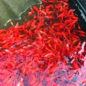 龍魚喂顆粒飼料弊端分析：龍魚營養均衡飲食方案
