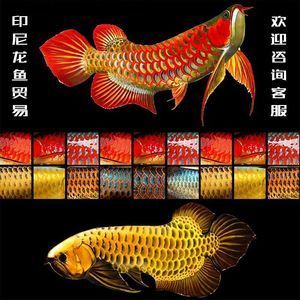 龍魚一直在水面不動會死嗎