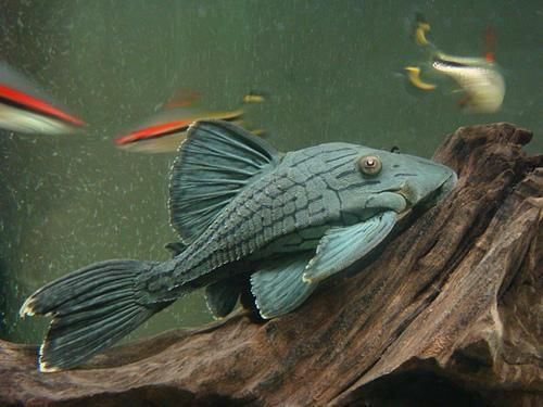 綠皮皇冠豹魚 綠皮皇冠豹魚 龍魚百科 第2張