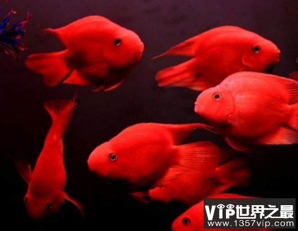 紅龍魚種類排名前十：紅龍魚和紅龍魚的區別