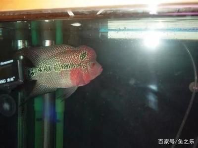 給龍魚取名字（如何給龍魚取名字？）