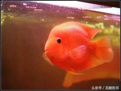 給龍魚取名字（如何給龍魚取名字？）