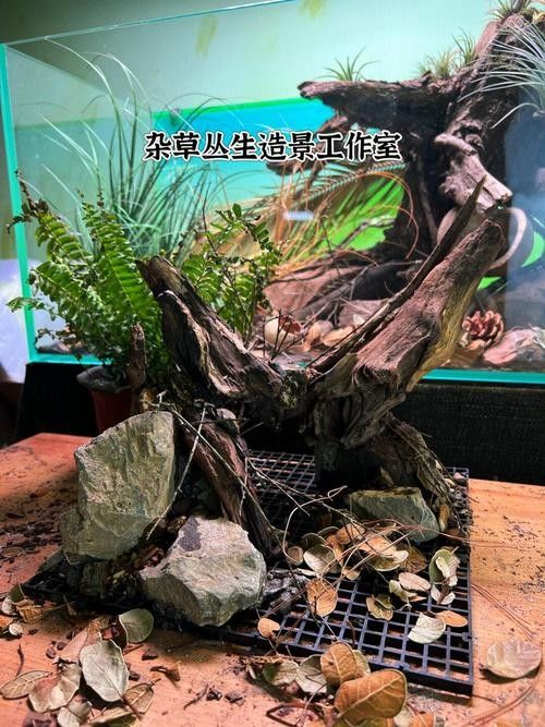 雷龍魚原生缸造景圖片