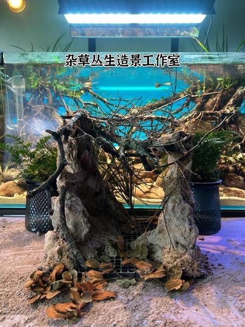 雷龍魚原生缸造景圖片
