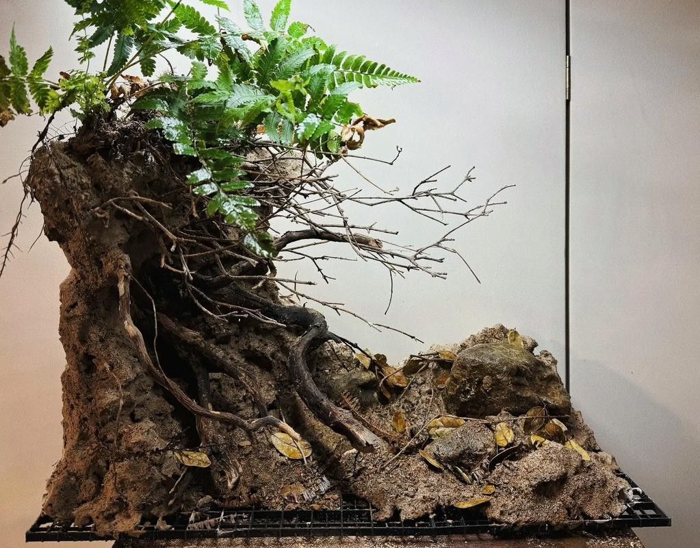 雷龍魚原生缸造景圖片