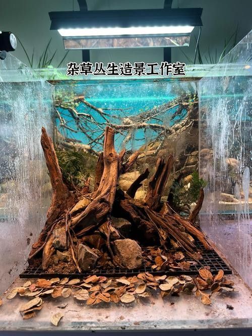 雷龍魚原生缸造景圖片