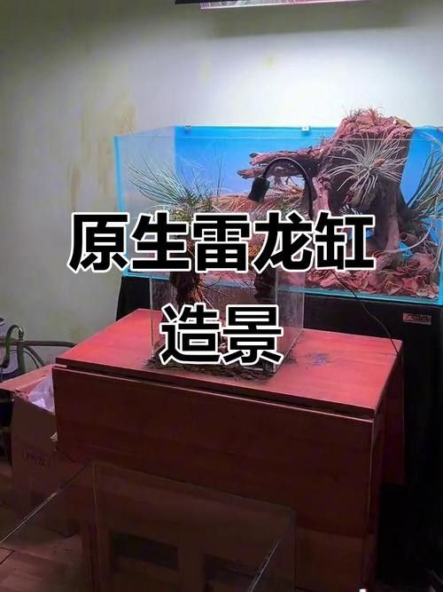 雷龍魚原生缸造景圖片