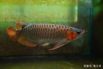 和興賽級超神龍魚：關(guān)于和興賽級超神龍魚的一些詳細信息