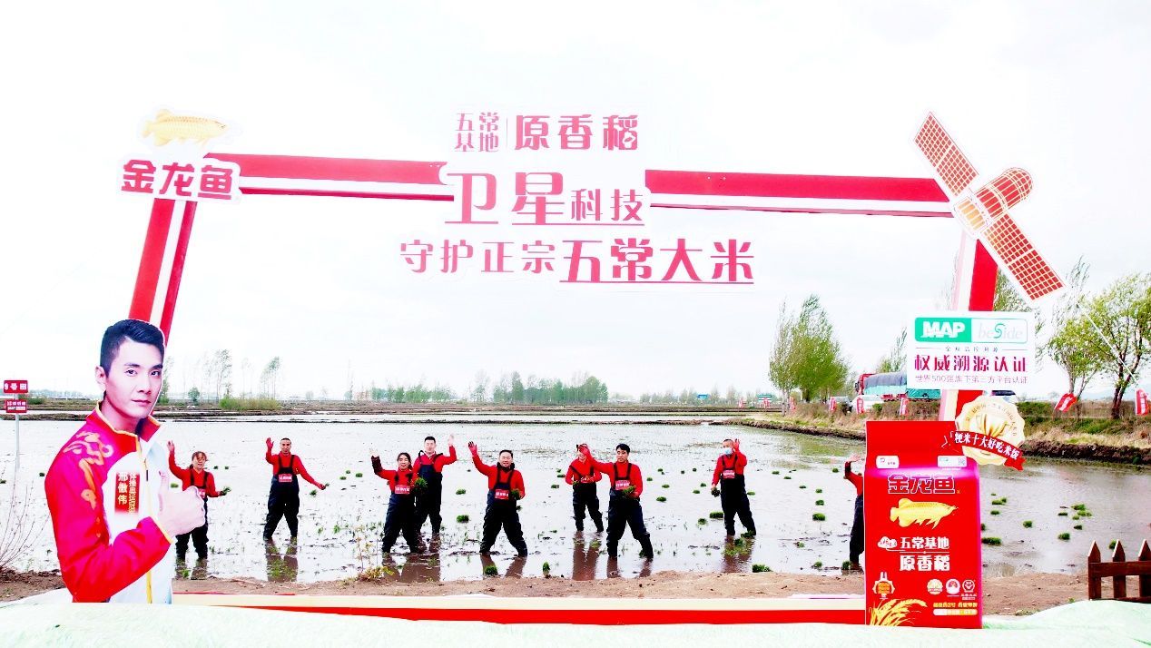 金龍魚(yú)有自己的種植基地嗎：金龍魚(yú)在黑龍江省<strong><mark>五常</mark></strong>市建立了自己的生態(tài)種植基地