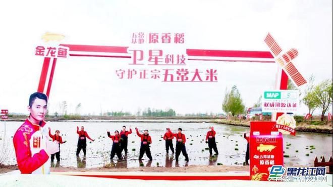 金龍魚有自己的種植基地嗎：金龍魚在黑龍江省五常市建立了自己的生態種植基地