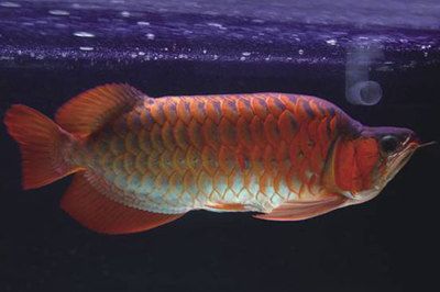 紅龍魚鰓蓋起泡：紅龍魚鰓蓋起泡可能是由于多種原因引起的，包括水質(zhì)問題、外傷等