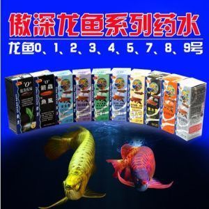 哪些魚適合與過背金龍魚混養呢：與過背金龍魚混養的魚類選擇