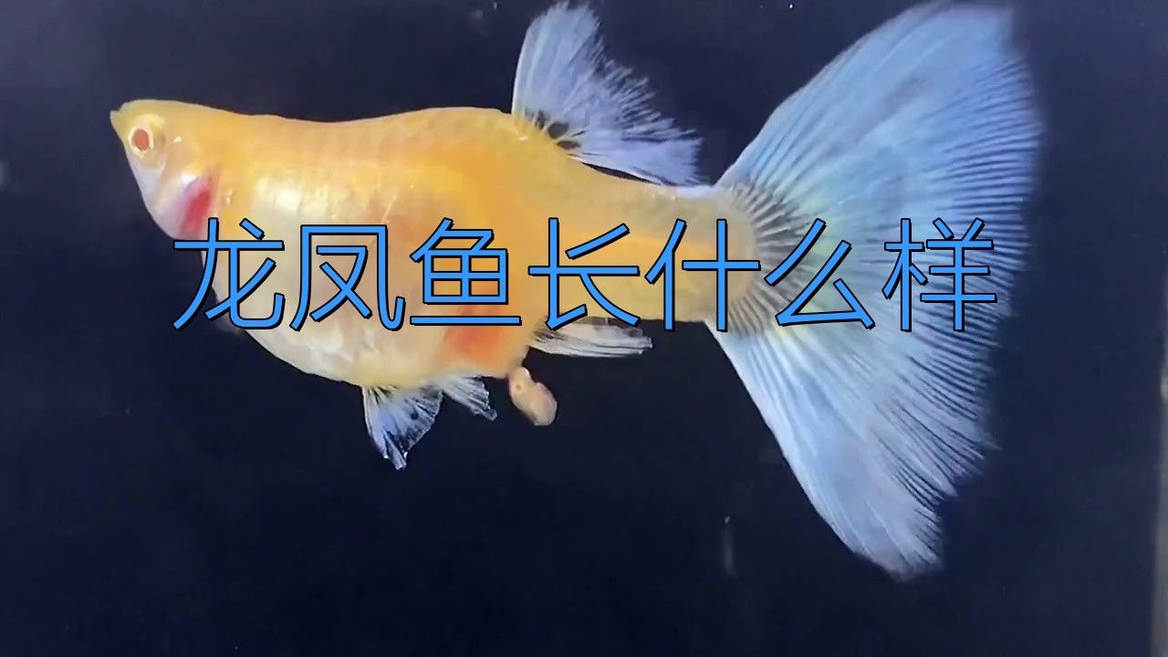 如何區(qū)分不同品種的龍鳳魚？
