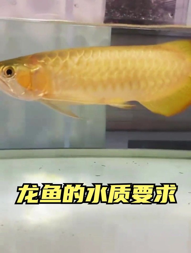 龍魚缸最佳水質參數是多少