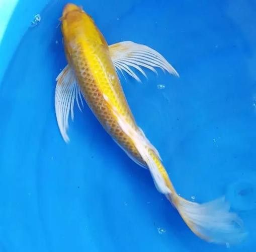 如何區(qū)分不同品種的龍鳳魚？