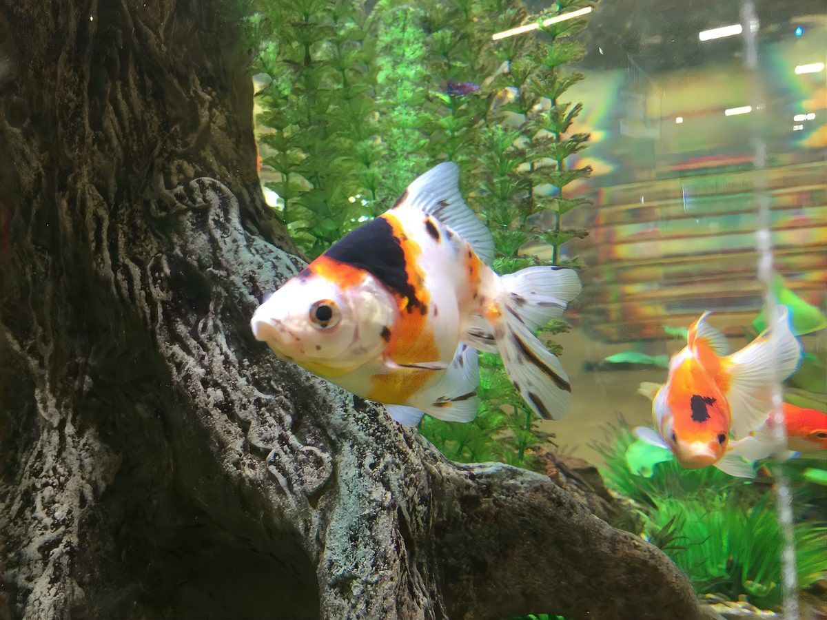 如何區(qū)分不同品種的龍鳳魚？