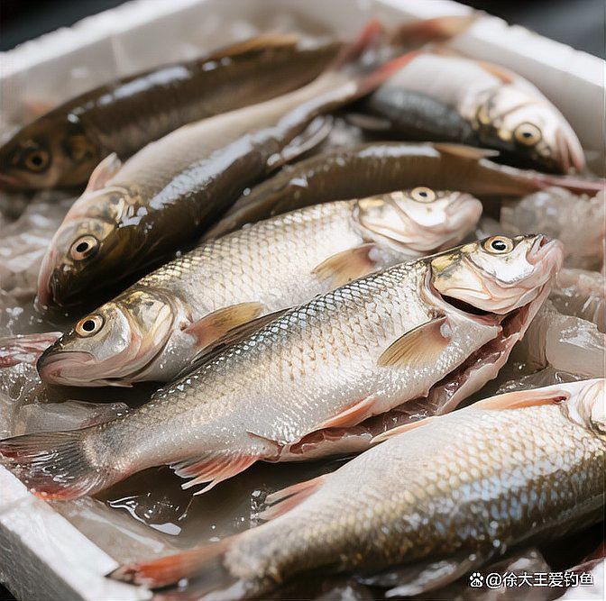 海南過江龍魚能吃嗎有毒嗎