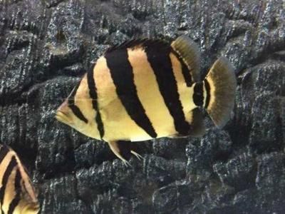親嘴魚和金龍魚可以吃一樣的嗎（親嘴魚和金龍魚在食物選擇上有什么區(qū)別嗎？）