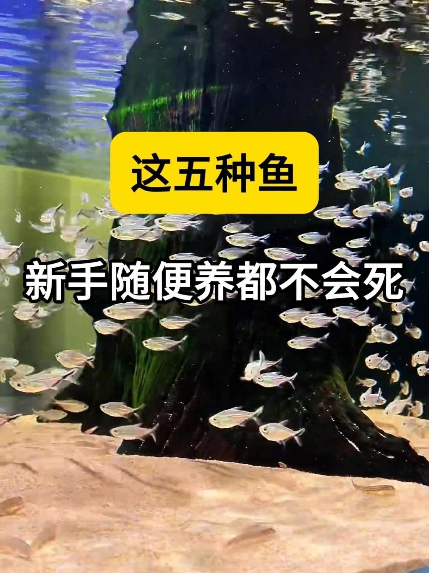 推薦一些適合新手混養的魚類