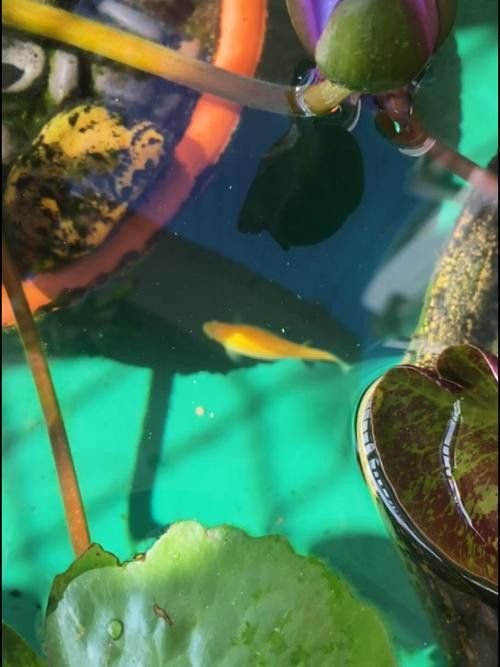 推薦一些適合新手混養的魚類