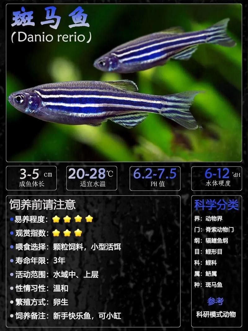 推薦一些適合新手混養的魚類