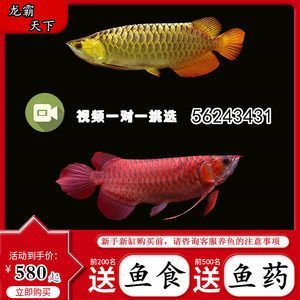 號半龍魚和金龍魚的區(qū)別（號半龍魚和金龍魚在多個方面存在顯著的區(qū)別）