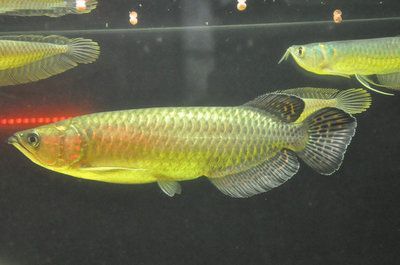 號半龍魚和金龍魚的區(qū)別（號半龍魚和金龍魚在多個方面存在顯著的區(qū)別）